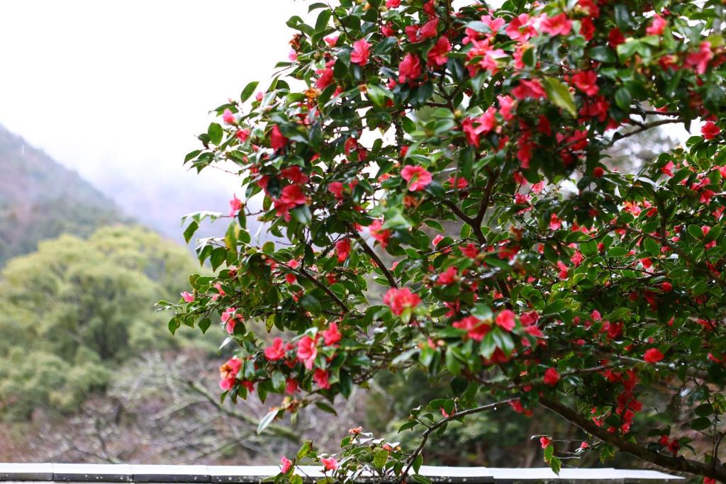 un arbre avec des fleurs rouges dessus avec une vue dans l'établissement Oku Yugawara Tsubaki, à Yugawara