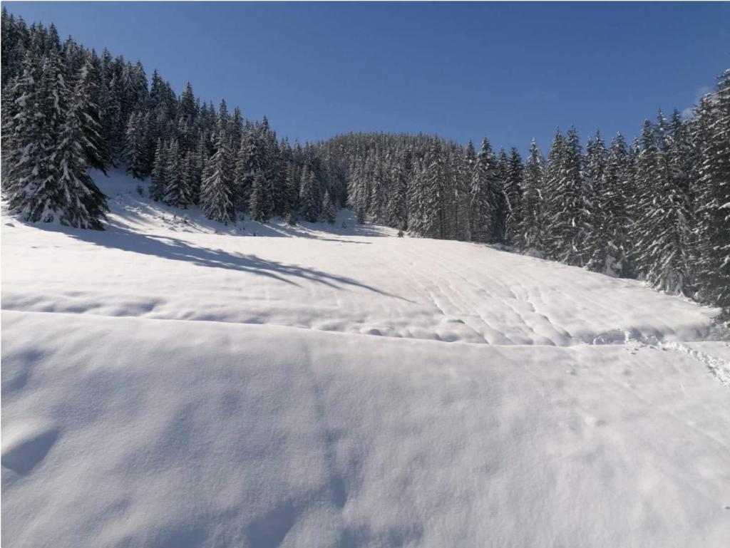 une pente enneigée avec des arbres en arrière-plan dans l'établissement Ski In-Out - Heart of Val Thorens Beautiful View, WiFi, à Val Thorens