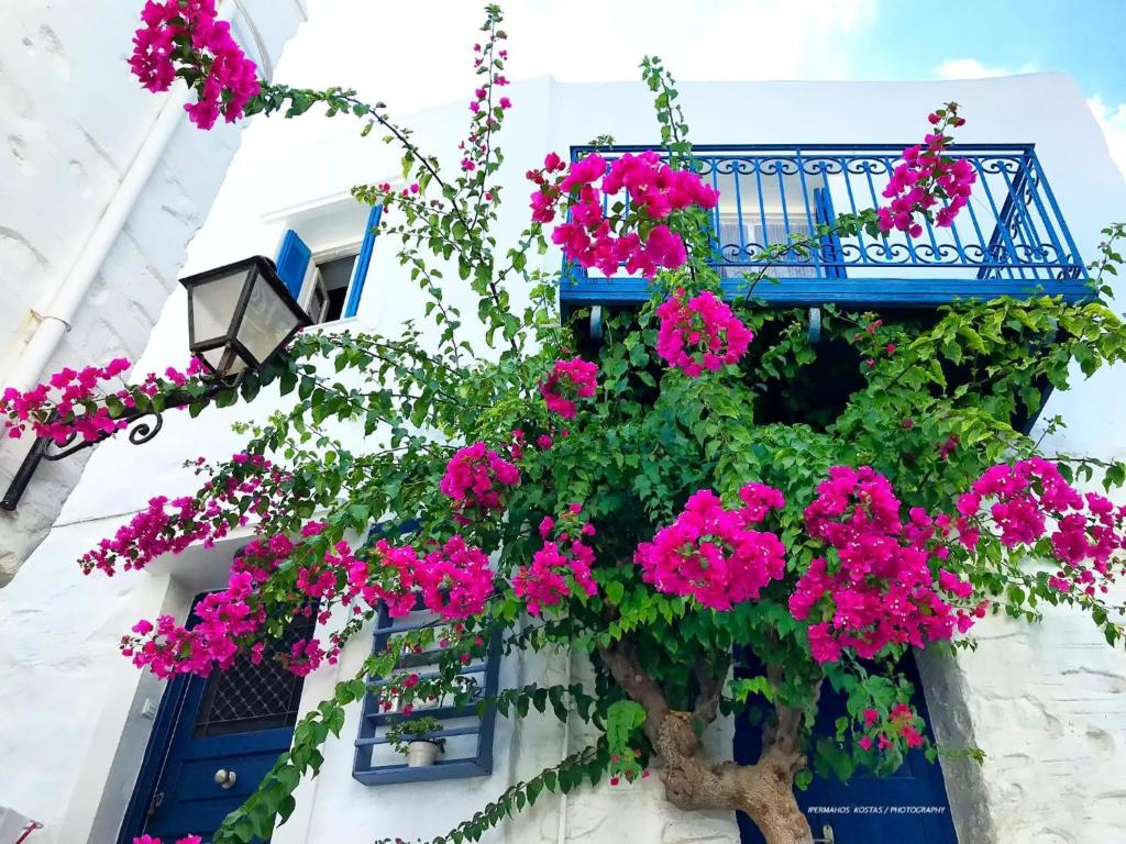 The Balcony Of Bougainvillea 4
