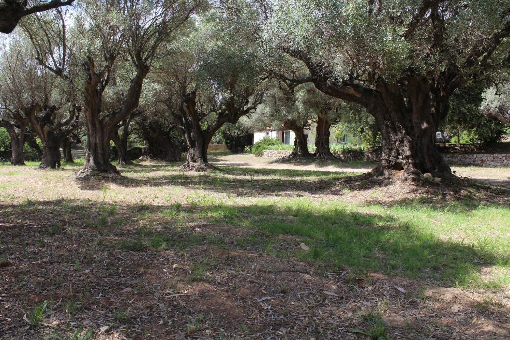Petite maison sous les oliviers à Sanary 5