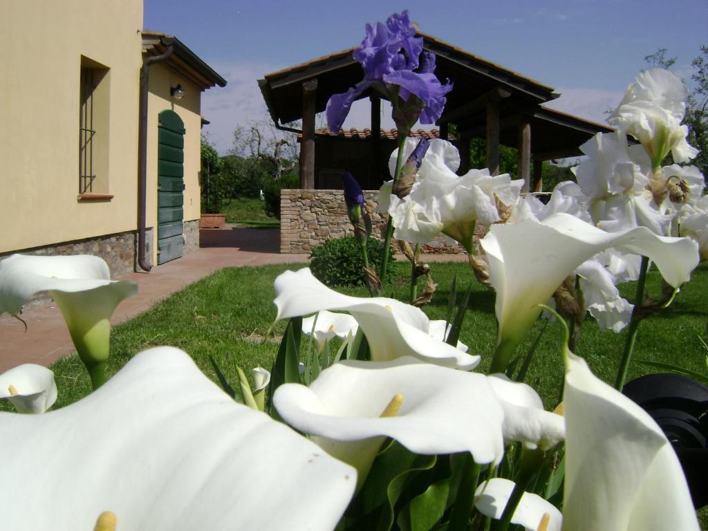 un groupe de fleurs blanches devant une maison dans l'établissement La Toscanella, à Castagneto Carducci