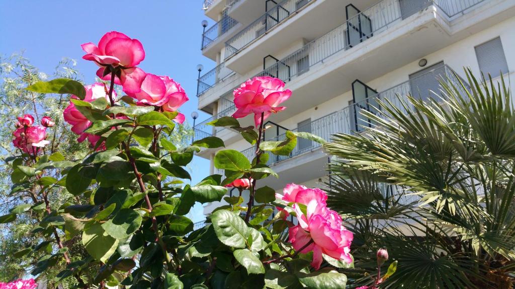 une brousse de roses roses devant un bâtiment dans l'établissement Hotel Villa Truentum, à Martinsicuro
