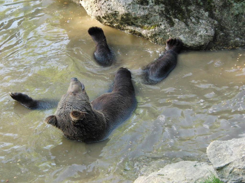 Zvířata v hotelu nebo okolí