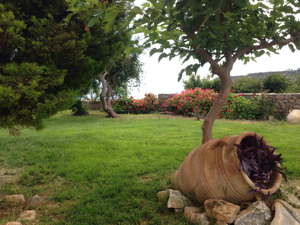 un árbol sentado en la hierba junto a un campo en Kioni Villas, en Frangokastello