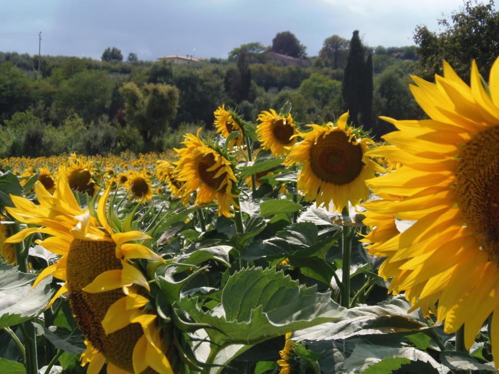 Zahrada ubytování Podere La Capacciola
