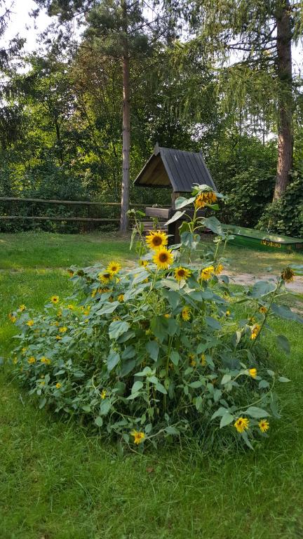 Vonkajšia záhrada v ubytovaní Agroturystyka Lisa Młyn