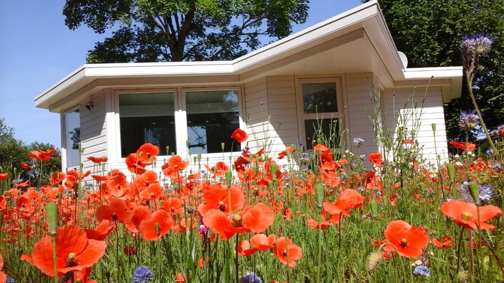 a field of red poppies in front of a house at Het Findament Tiny house in Hilversum