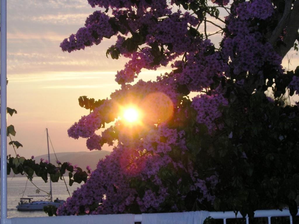 a tree with purple flowers in front of a sunset at Promaja in Okrug Donji