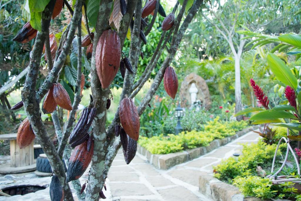 A garden outside El Mortiño
