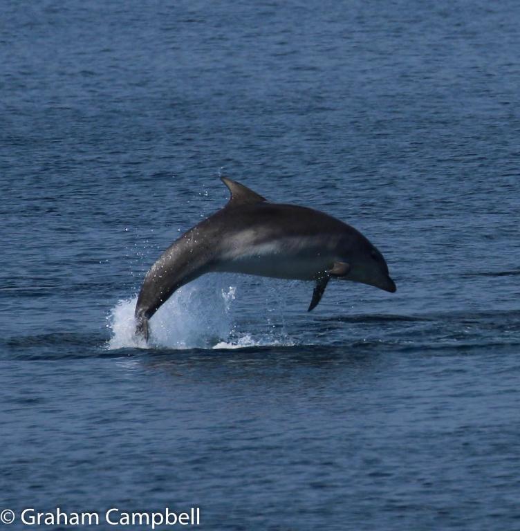 a dolphin jumping out of the water at Kintrae B&B in Buckie