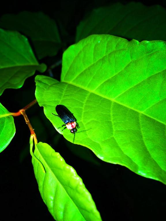 Fotografie z fotogalerie ubytování Seiryuso v destinaci Misasa