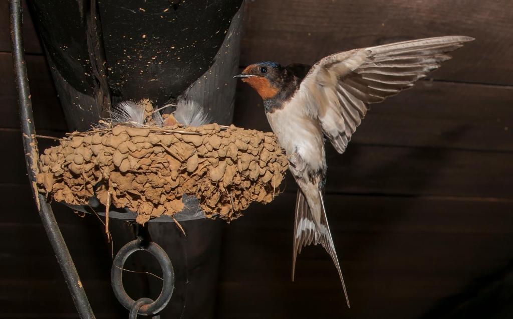 Animales en the country house o alrededores