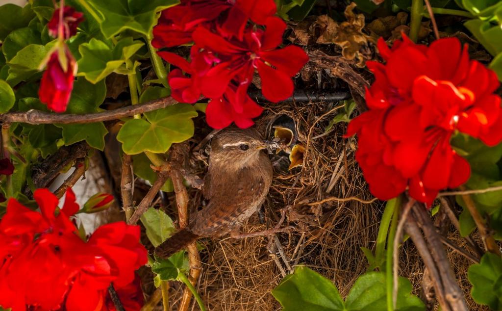 Animales en the country house o alrededores