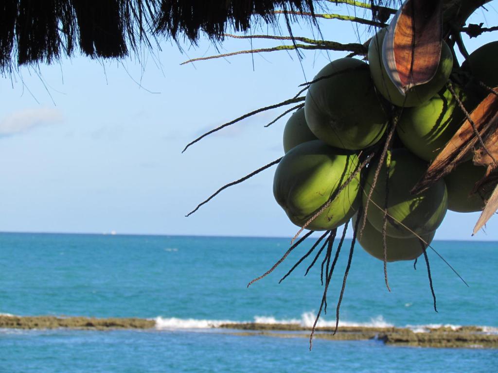 un montón de cocos verdes colgando de un árbol en la playa en Apart Hotel Marinas Tamandaré en Tamandaré