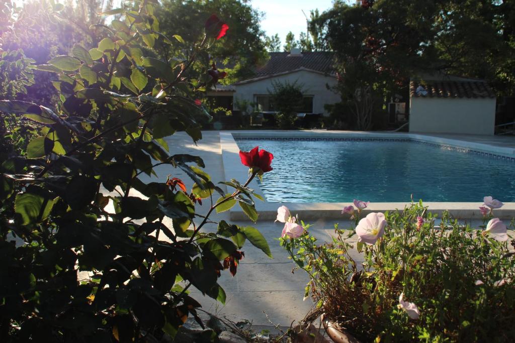 una rosa roja en una planta junto a una piscina en Le Petit Mas De Marie, en La Tour-dʼAigues