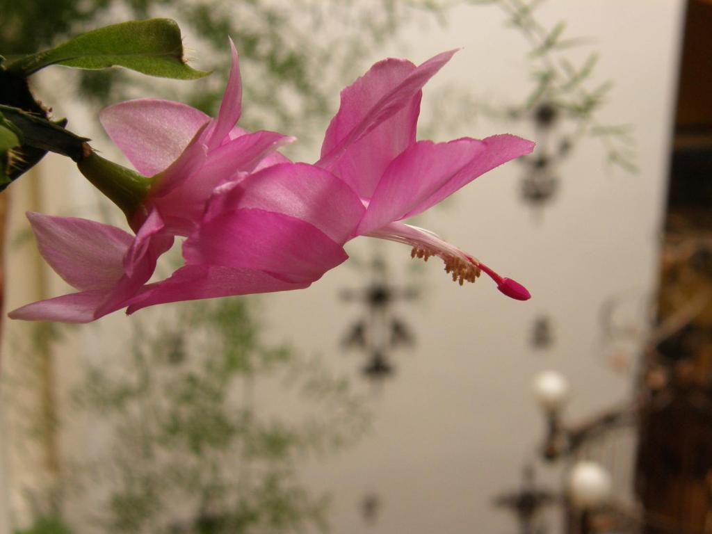 Fotografie z fotogalerie ubytování Mía Leticia B&B v destinaci Quito
