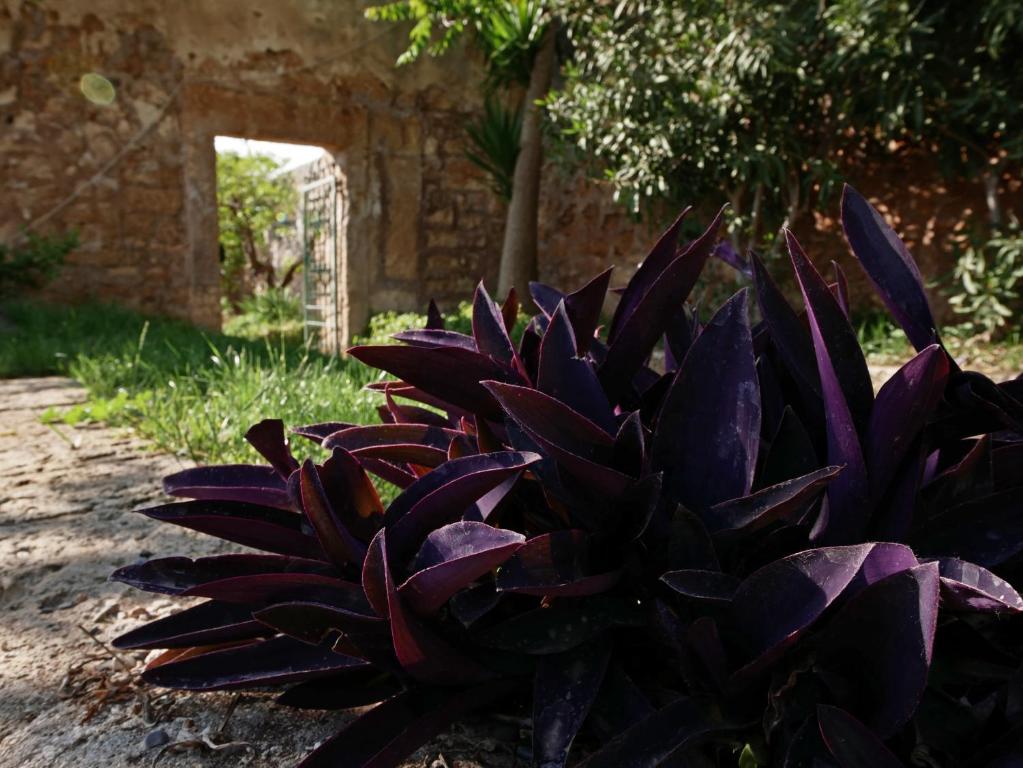 Zahrada ubytování Masseria Maccarone