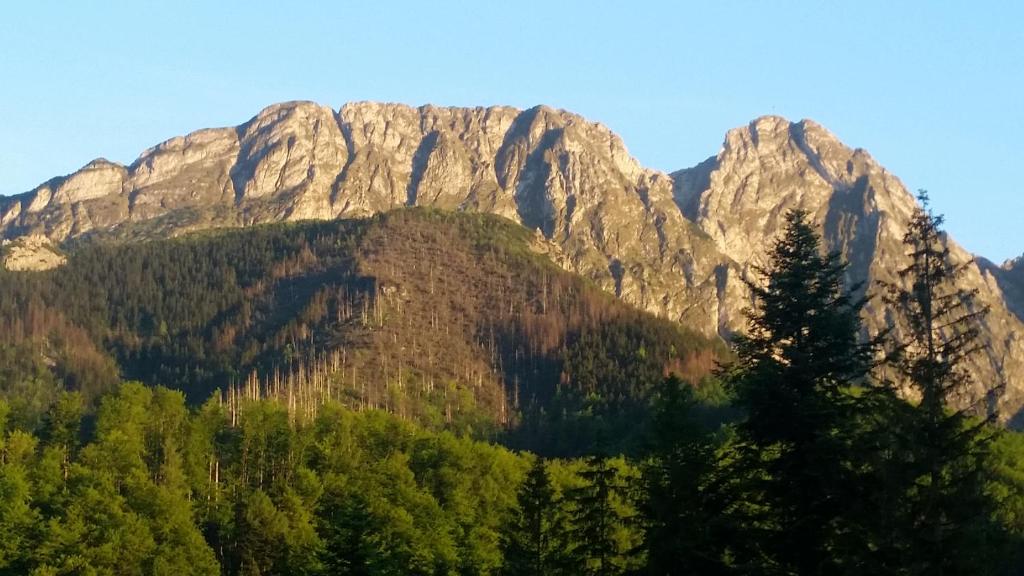 una gran montaña con árboles delante de ella en Willa Otulina pod Giewontem, en Zakopane