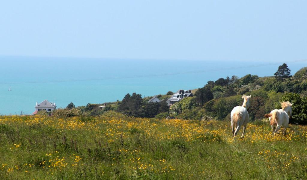 ディエップにあるLOGT VUE MER AVEC TRAMPOLINE ET PONEY le long du GRの花畑に二頭のヤギが立っている