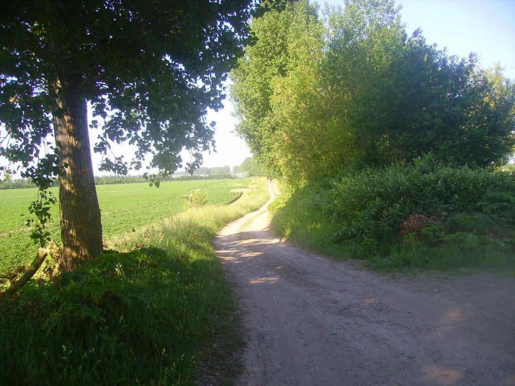 a dirt road with a tree on the side of a field at gezellige cottage in zeeland in Sint Annaland
