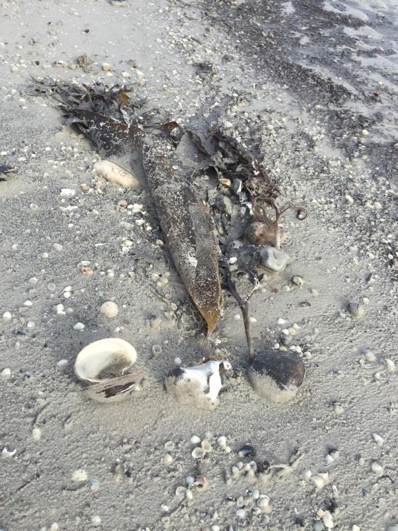 Altri animali domestici presso l'hotel o nei dintorni