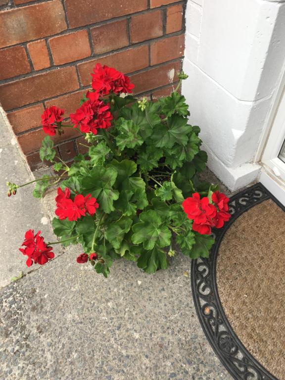Zahrada ubytování Belfast Holiday Home