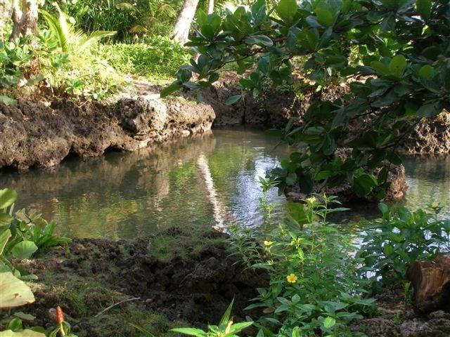 a stream of water in a field with plants at Piscina Natural on the Sea in Cahuita