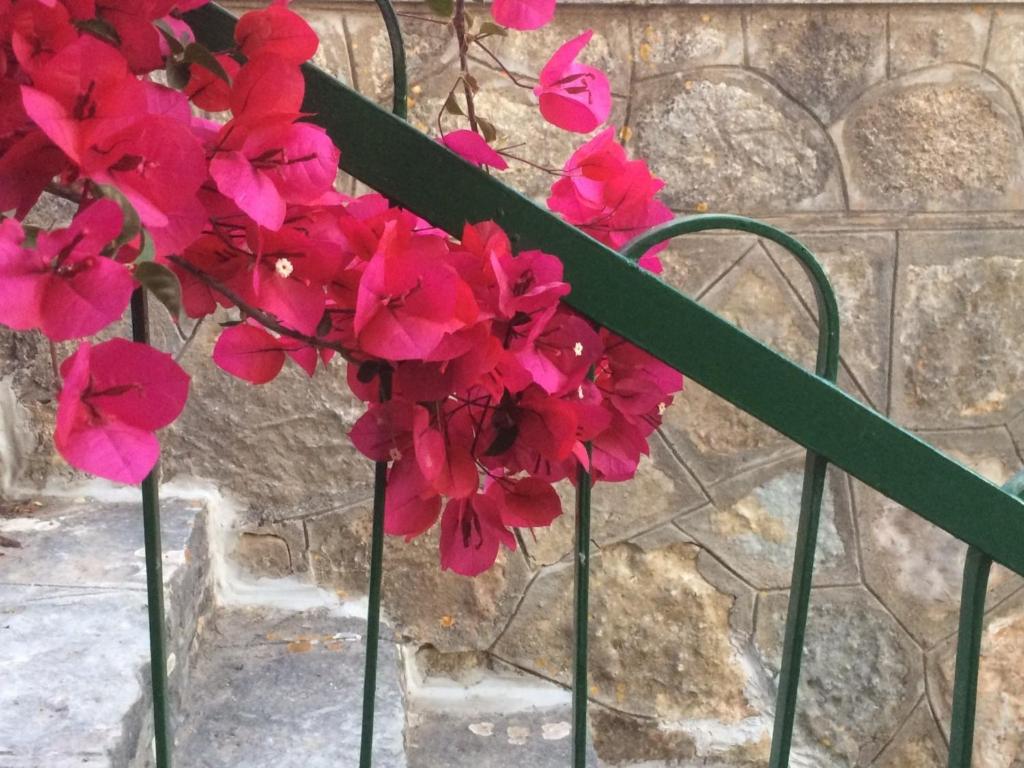 Une bande de fleurs rouges sur une clôture verte dans l'établissement Villa Panoramica, à Valderice