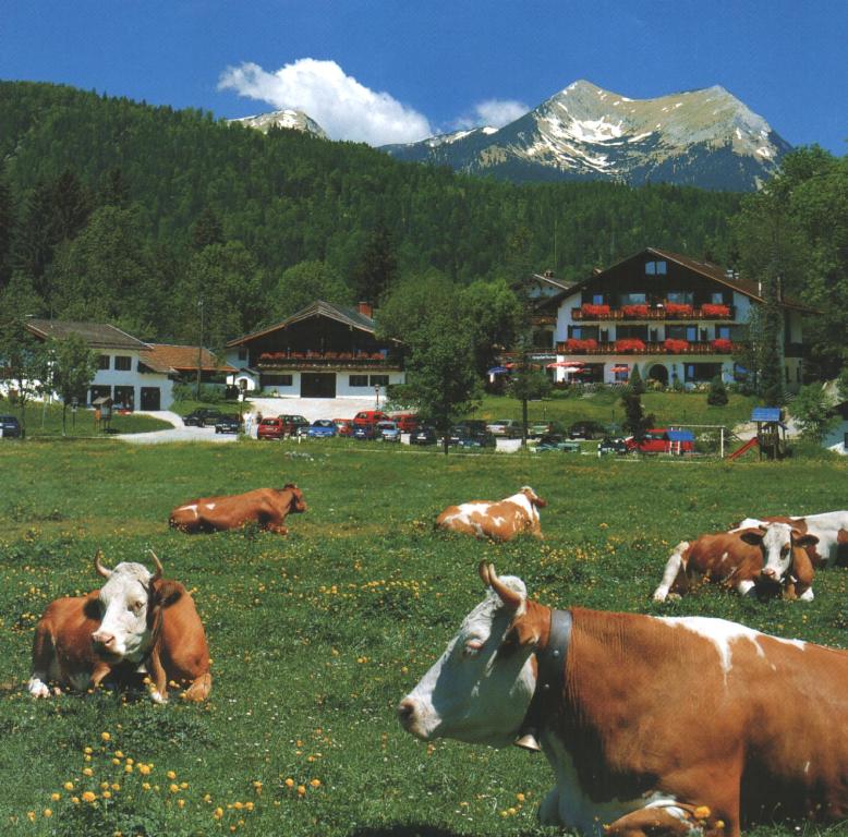 eine Herde Kühe, die auf einem Grasfeld liegen in der Unterkunft Ferienhotel Barmsee in Krün