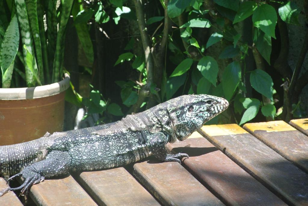  Caraguata Pousada