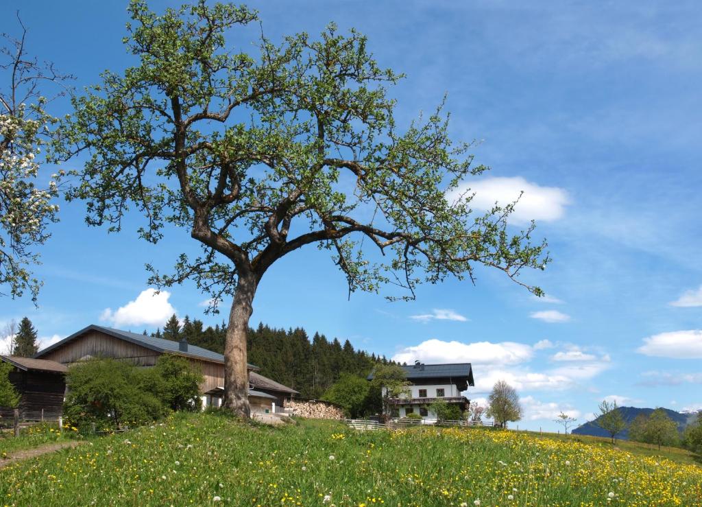 a tree in a field next to a house at Unterhofgut in Goldegg