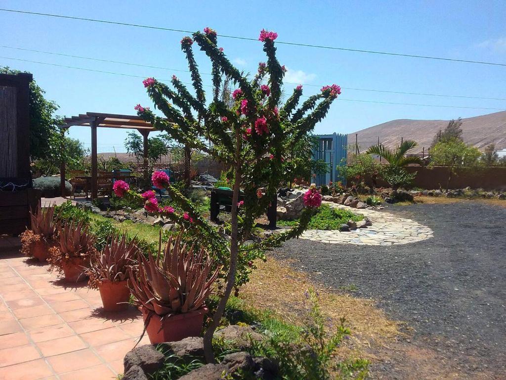 uma planta com flores rosas num jardim em Casa Rural SoleaRio em La Oliva