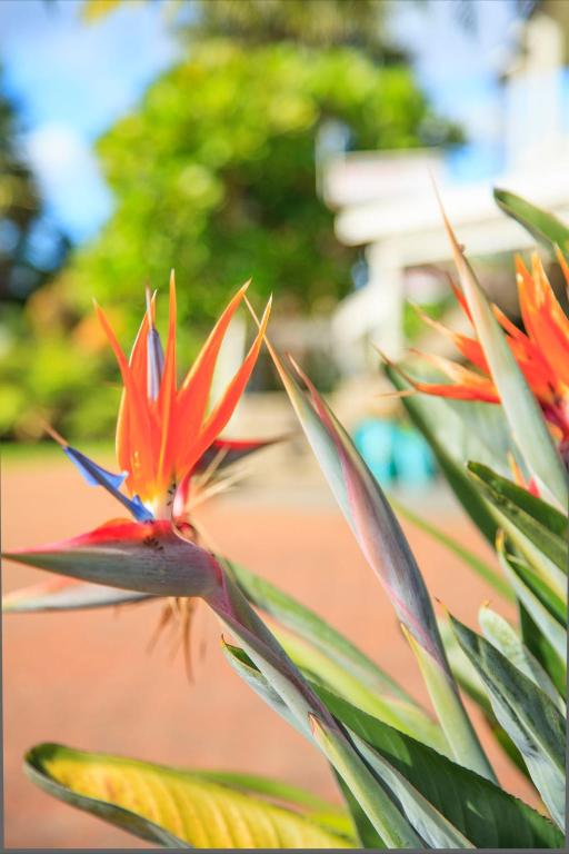 Kerikeri Court Motel