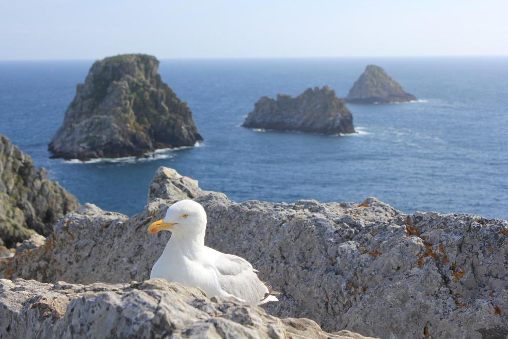 a white seagull sitting on some rocks near the ocean at Hostellerie De La Mer in Crozon
