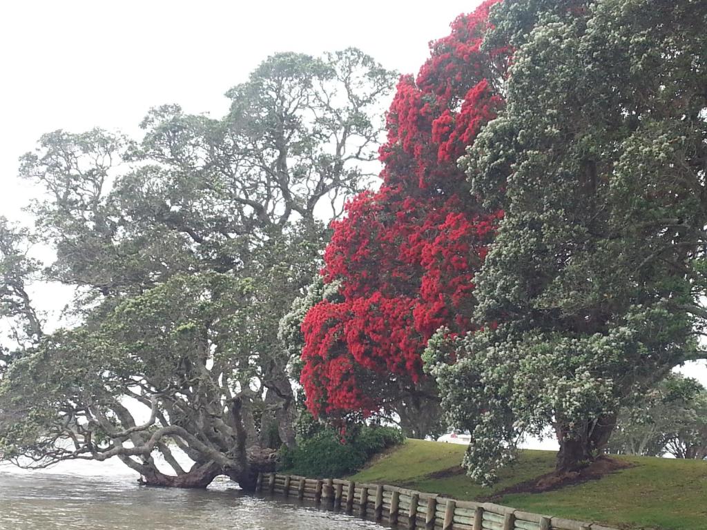 Athenree Hot Springs & Holiday Park - Resim 42