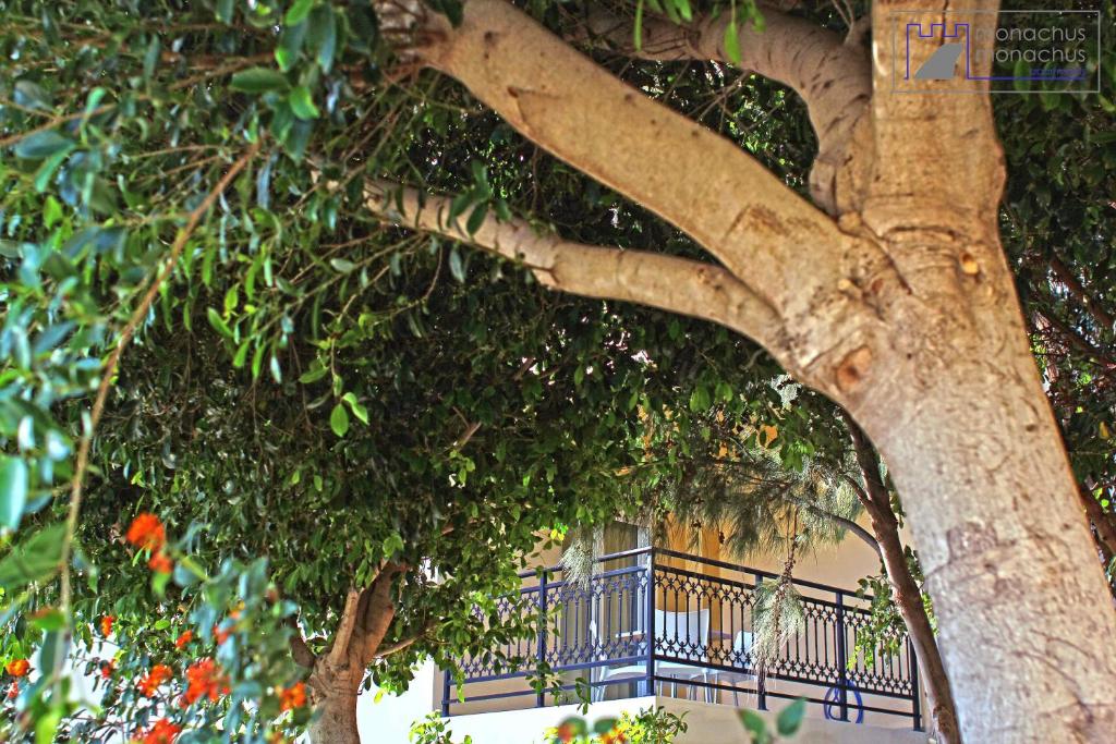 a tree with a balcony in front of a building at Monachus Monachus in Frangokastello