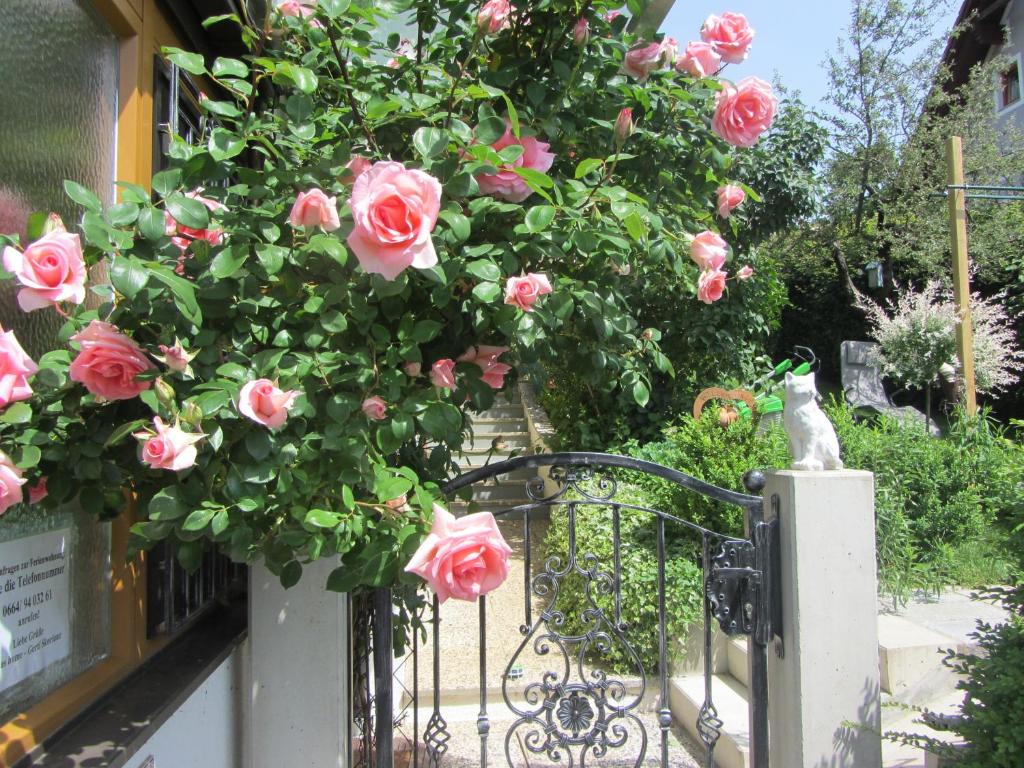 un montón de rosas rosas colgando de una cerca en Anna's Home - Ferienwohnungen, en Ratsch an der Weinstraße