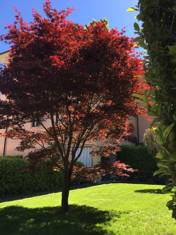 a red tree in the middle of a lawn at Appartamento rosada in Stresa