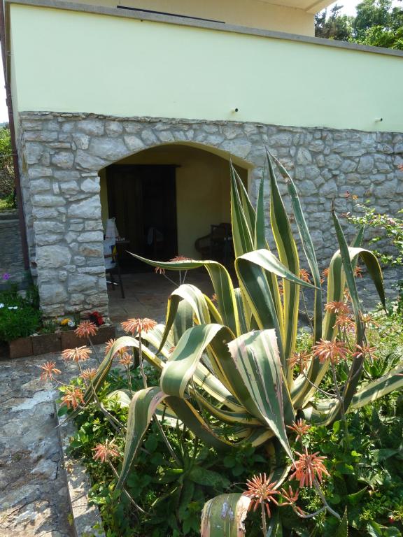 a plant in a garden in front of a building at Apartment Nada in Veli Lošinj