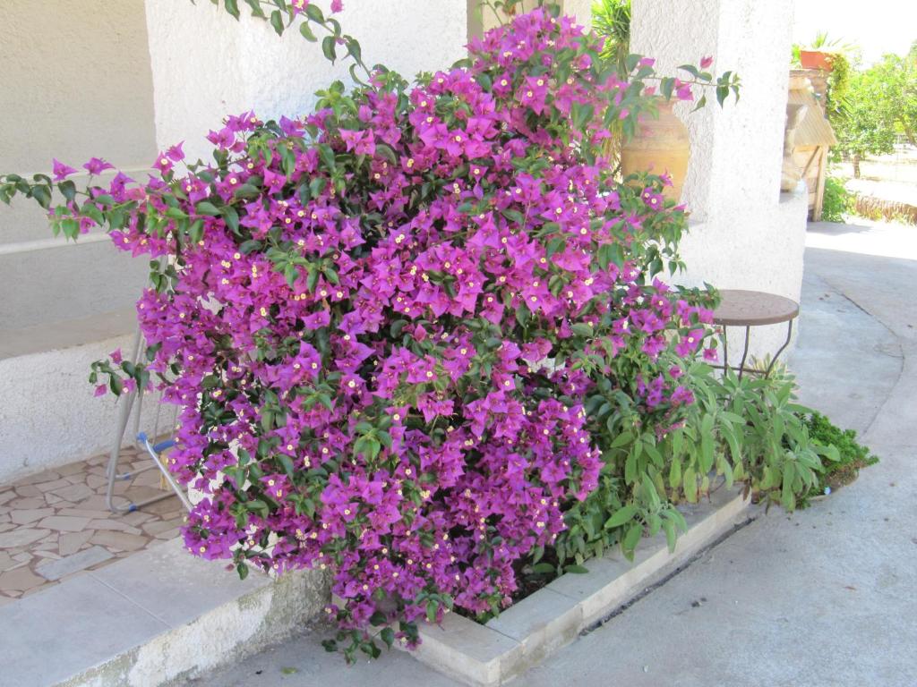 Zahrada ubytování B&B I Limoni