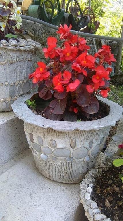 Apartments Casa Mia - 15