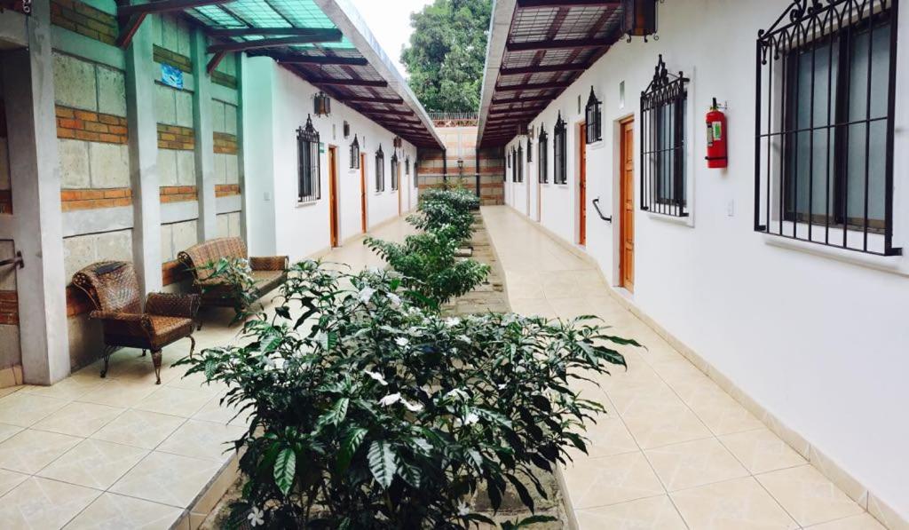 un pasillo de un edificio con una planta en Hostal Casa San Miguel, en Masaya