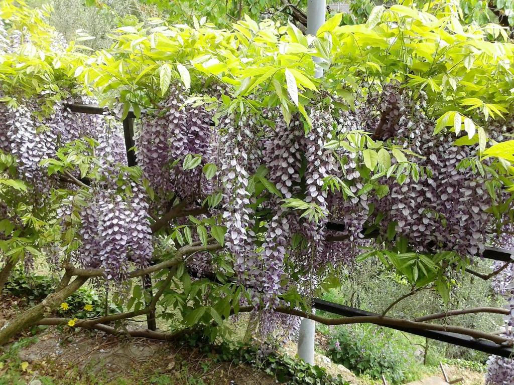 A garden outside B&B I Glicini