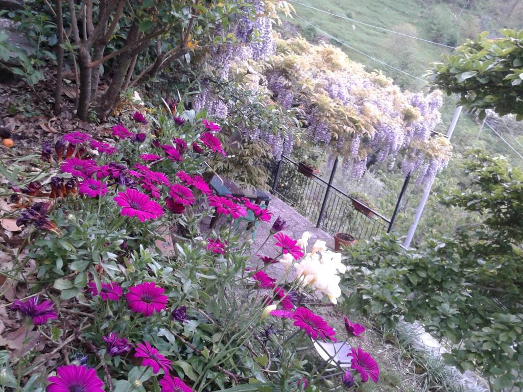 A garden outside B&B I Glicini
