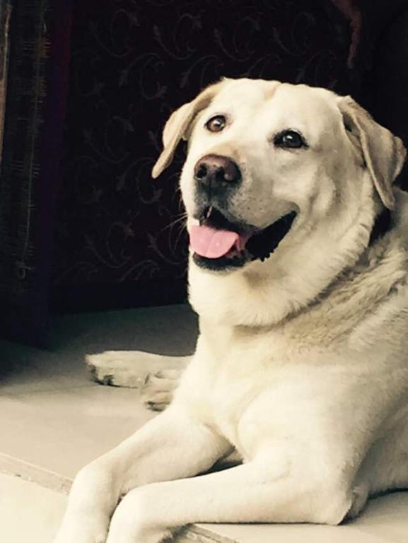 Ospiti di Grace Home con animali domestici
