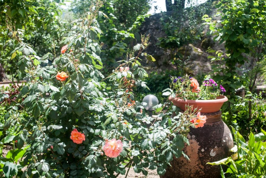 A garden outside Agriturismo Fattoria di Grenne