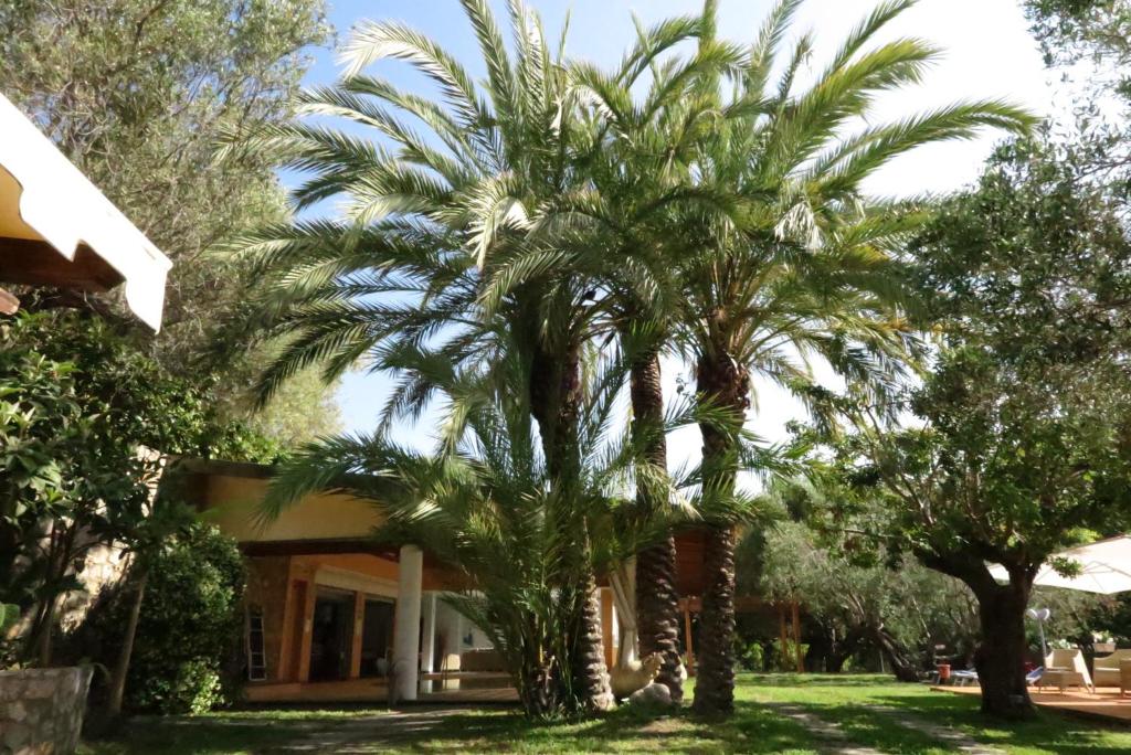 a palm tree in front of a house at Villaggio Garden Park in Marina di Camerota