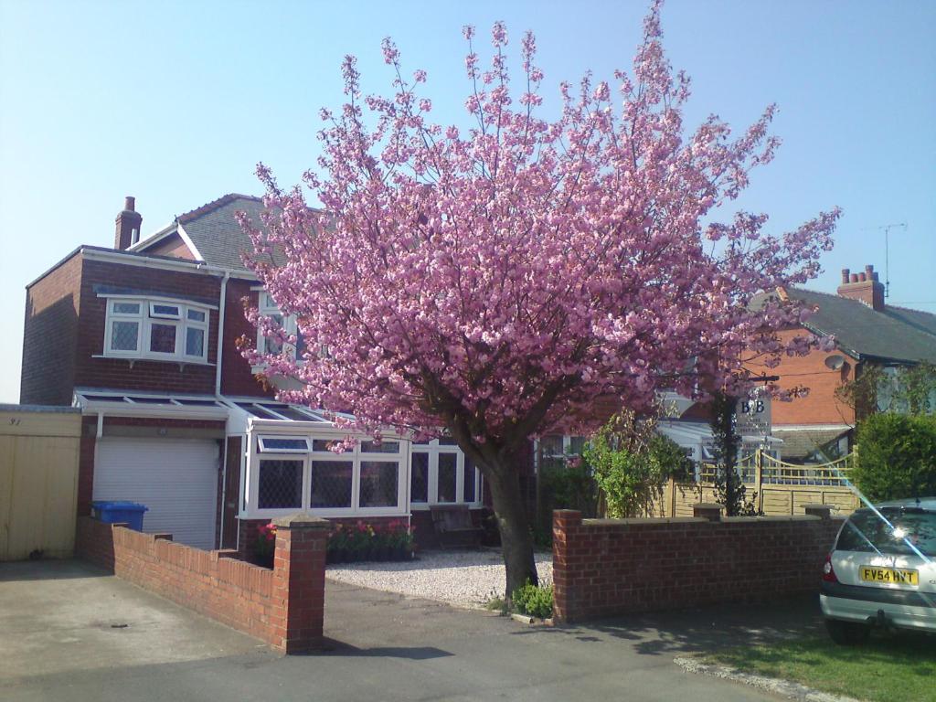 un árbol de flores rosas frente a una casa en Cherry Blossom Guest House, en Whitby