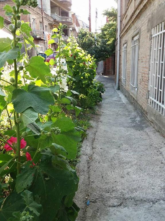 Zahrada ubytování Guest House Liana