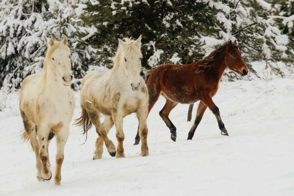 3 Pferde rennen im Schnee in der Unterkunft Pagony Pihenő Farm in Orfalu